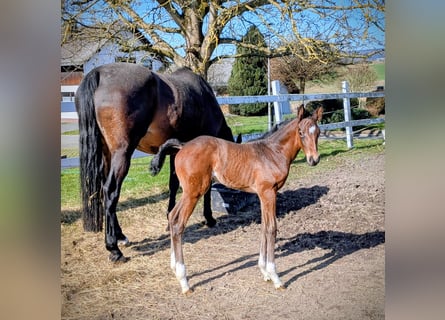 Oldenburg-International (OS), Mare, Foal (02/2026), Bay-Dark