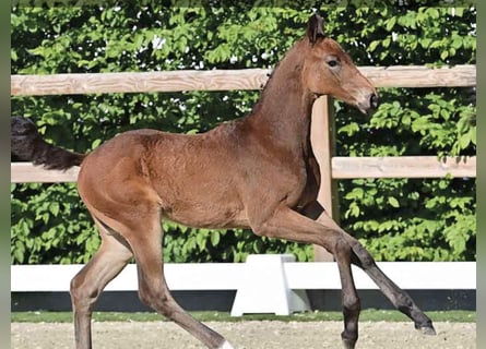 Oldenburg-International (OS), Mare, Foal (03/2025), Brown