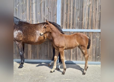 Oldenburg-International (OS), Mare, Foal (05/2026), Brown