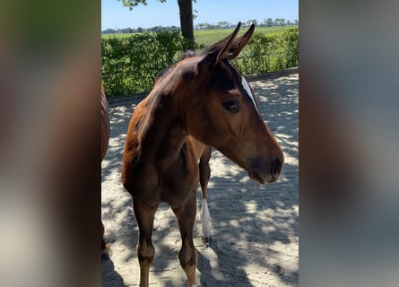 Oldenburg-International (OS), Mare, Foal (04/2025), Brown
