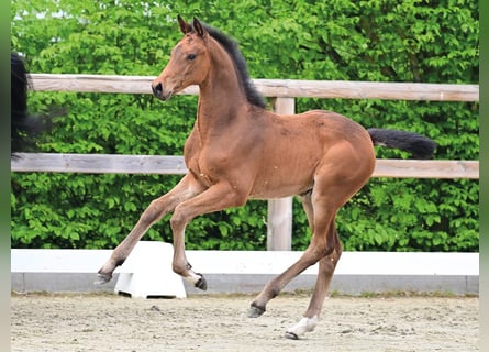 Oldenburg-International (OS), Mare, Foal (03/2026), Brown