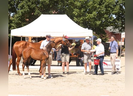 Oldenburg-International (OS), Mare, Foal (04/2025), Brown