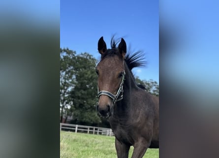 Oldenburg-International (OS), Mare, Foal (04/2026), Can be white