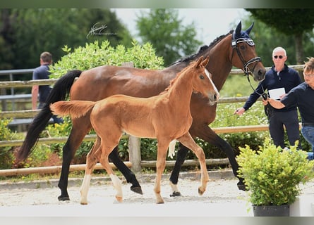 Oldenburg-International (OS), Mare, Foal (03/2025), Chestnut-Red