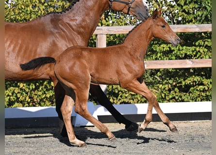 Oldenburg-International (OS), Mare, Foal (06/2026)