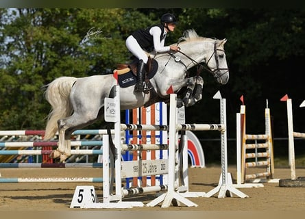 Oldenburg-International (OS), Stallion, 12 years, 16 hh, Grey