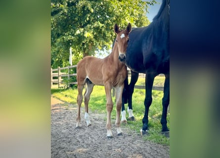 Oldenburg-International (OS), Stallion, 1 year, Brown