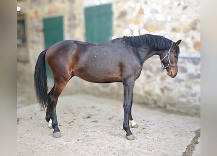 Oldenburg-International (OS), Stallion, 2 years, 15.2 hh, Bay-Dark