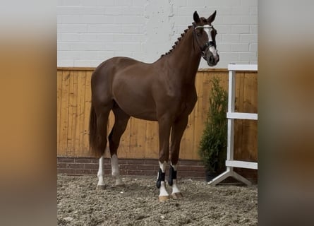 Oldenburg-International (OS), Stallion, 2 years, 16.3 hh, Chestnut-Red Oldenburg-International (OS), Stallion, 2 years, 16.3 hh, Chestnut-Red