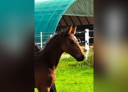 Oldenburg-International (OS), Stallion, 2 years, Brown