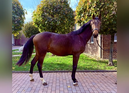 Oldenburg-International (OS), Stallion, 2 years, Brown