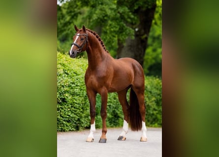 Oldenburg-International (OS), Stallion, 3 years, 16.1 hh, Chestnut-Red