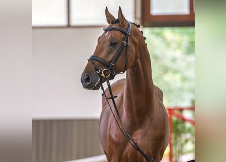 Oldenburg-International (OS), Stallion, 4 years, 16 hh, Brown