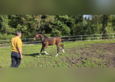 Oldenburg-International (OS), Stallion, Foal (06/2025), 13.1 hh, Bay-Dark