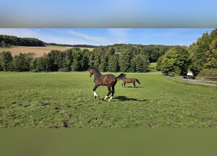 Oldenburg-International (OS), Stallion, Foal (06/2025), 13,1 hh, Bay-Dark
