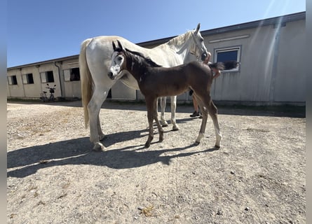 Oldenburg-International (OS), Stallion, Foal (06/2026), 16.1 hh, Grey
