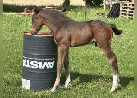 Oldenburg-International (OS), Stallion, Foal (04/2026), 16.3 hh, Brown