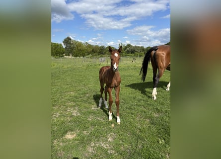 Oldenburg-International (OS), Stallion, Foal (05/2026), 16.3 hh, Brown