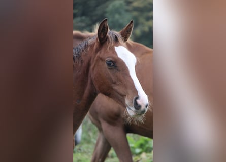 Oldenburg-International (OS), Stallion, Foal (05/2025), 16,1 hh, Brown