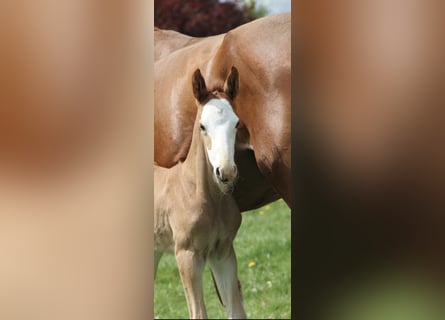 Oldenburg-International (OS), Stallion, , 16,1 hh, Chestnut-Red