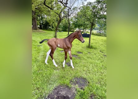 Oldenburg-International (OS), Stallion, , 16,2 hh, Brown