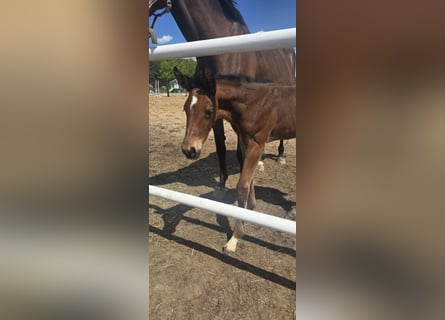 Oldenburg-International (OS), Stallion, , 16,2 hh, Brown