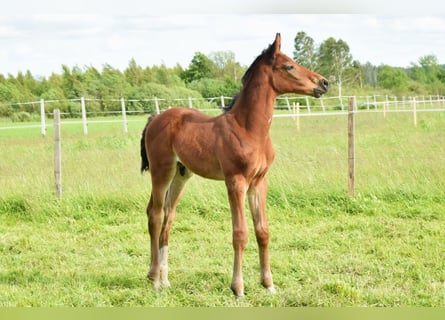 Oldenburg-International (OS), Stallion, , 16,2 hh, Brown