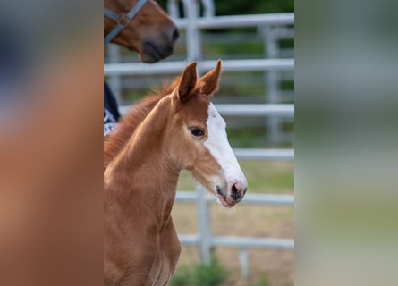 Oldenburg-International (OS), Stallion, , 16,2 hh, Chestnut-Red