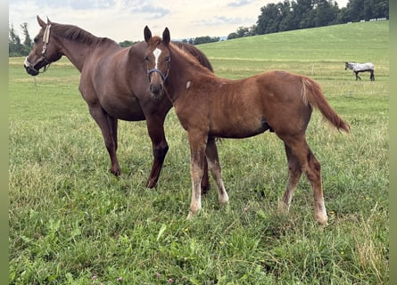 Oldenburg-International (OS), Stallion, Foal (05/2025), 16,2 hh, Chestnut-Red