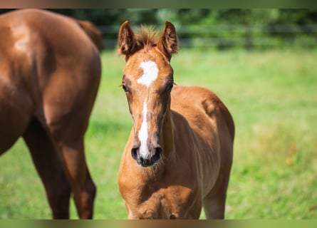 Oldenburg-International (OS), Stallion, Foal (05/2025), 16,3 hh, Chestnut-Red