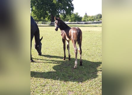 Oldenburg-International (OS), Stallion, , 17 hh, Bay-Dark