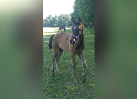 Oldenburg-International (OS), Stallion, , 17 hh, Bay-Dark