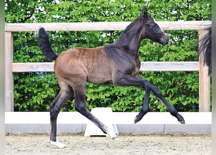 Oldenburg-International (OS), Stallion, Foal (03/2026), Bay-Dark