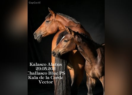 Oldenburg-International (OS), Stallion, Foal (04/2026), Bay