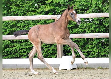 Oldenburg-International (OS), Stallion, Foal (03/2026), Brown Falb mold
