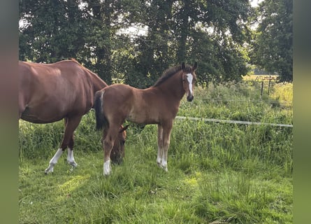 Oldenburg-International (OS), Stallion, , Brown