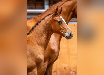 Oldenburg-International (OS), Stallion, , Brown
