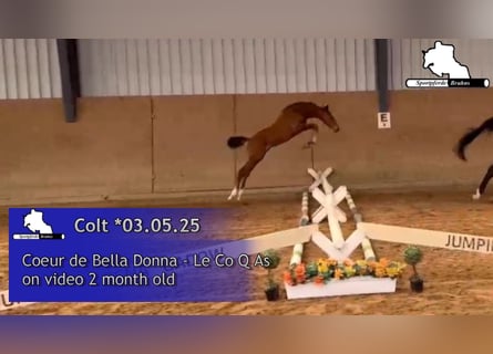 Oldenburg-International (OS), Stallion, , Brown