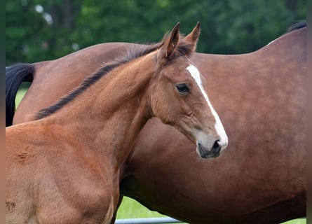 Oldenburg-International (OS), Stallion, Foal (03/2026), Brown