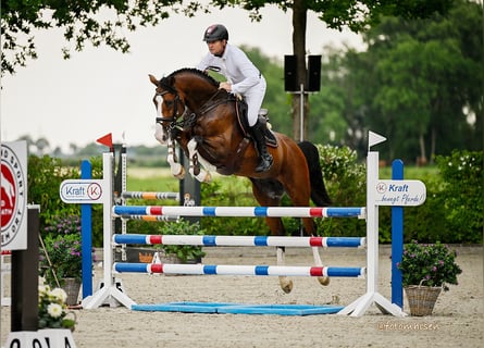Oldenburg-International (OS), Stallion, Foal (04/2025), Brown