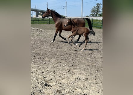 Oldenburg-International (OS), Stallion, , Brown