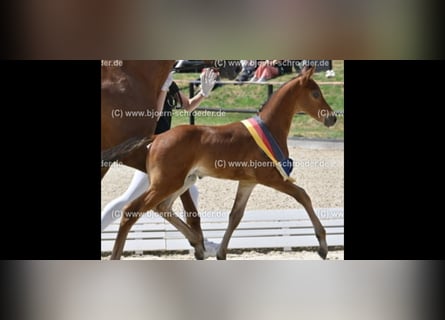 Oldenburg-International (OS), Stallion, Foal (05/2025), Brown