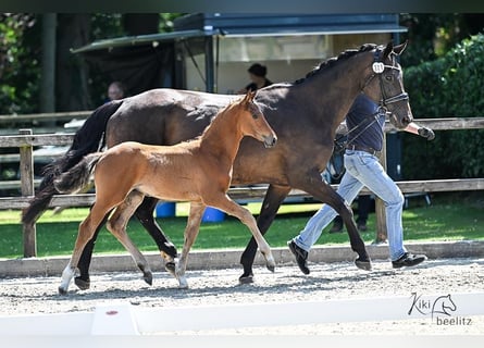Oldenburg-International (OS), Stallion, Foal (04/2025), Brown