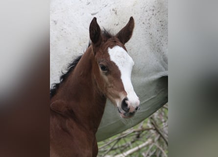Oldenburg-International (OS), Stallion, , Brown