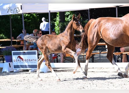 Oldenburg-International (OS), Stallion, Foal (04/2025), Brown