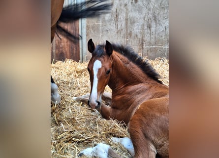 Oldenburg-International (OS), Stallion, , Brown