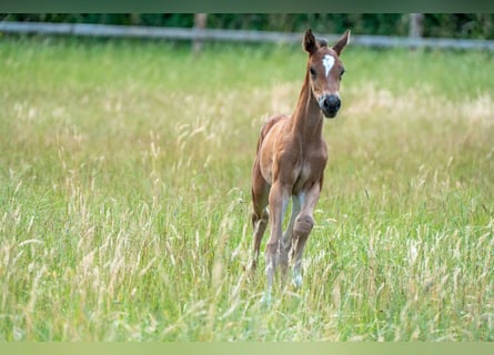 Oldenburg-International (OS), Stallion, Foal (06/2025), Brown