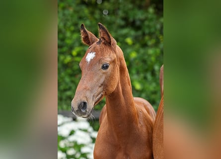 Oldenburg-International (OS), Stallion, Foal (05/2025), Brown