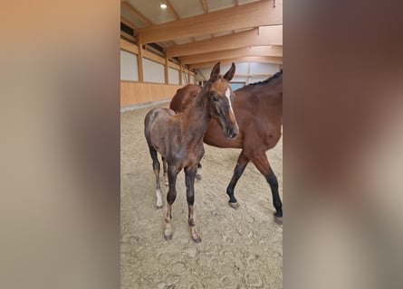 Oldenburg-International (OS), Stallion, Foal (01/2025), Can be white