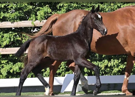 Oldenburg-International (OS), Stallion, Foal (03/2025), Can be white